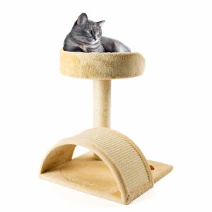 Kitten Activity Centre
